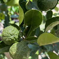 Thai limes