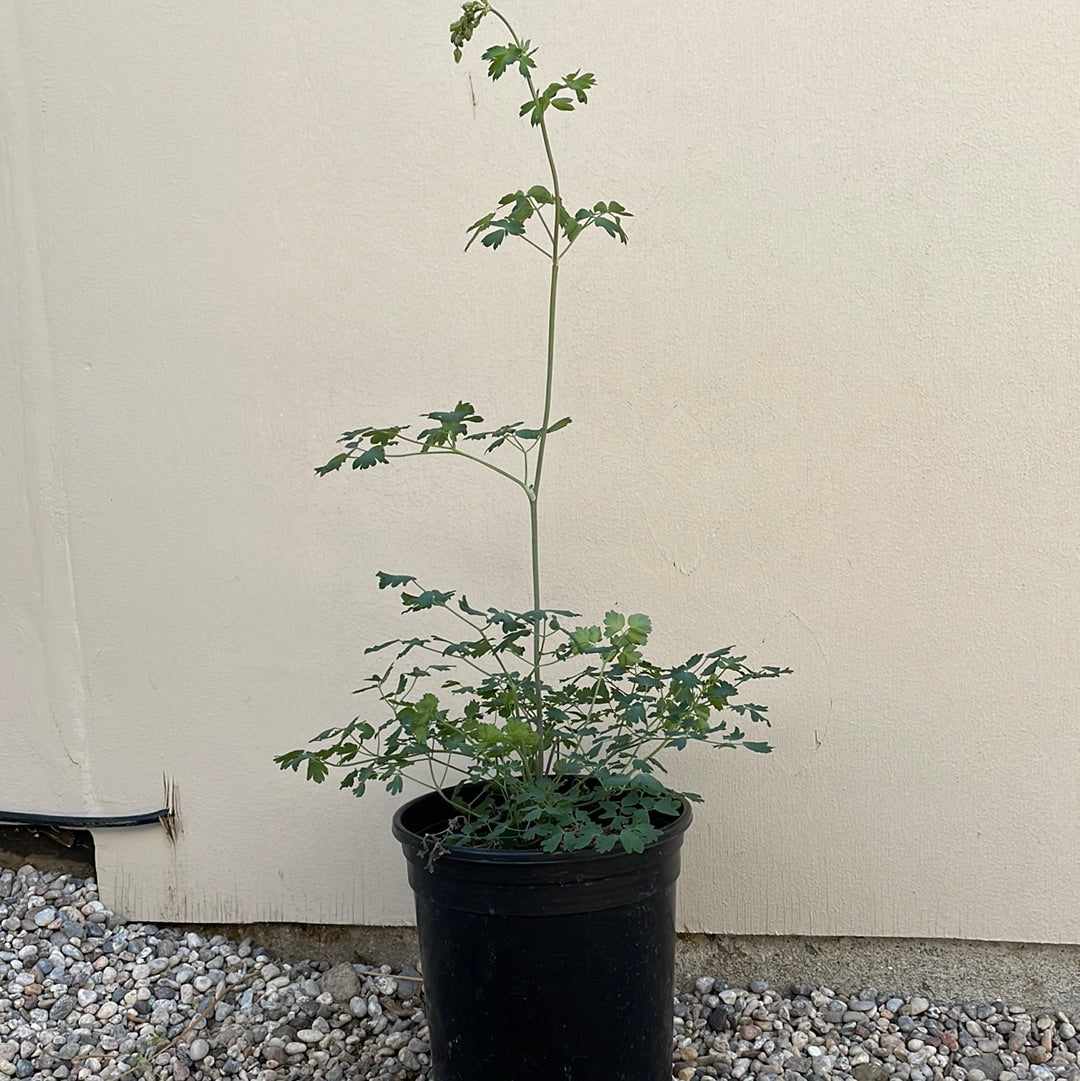 Thalictrum fendleri var. polycarpum , Meadow rue 1 gallon