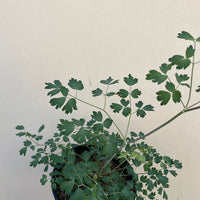 Thalictrum fendleri var. polycarpum , Meadow rue foliage