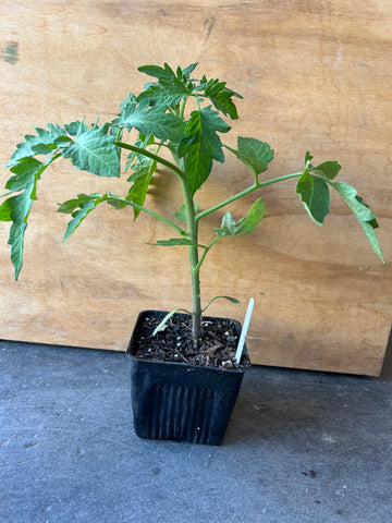Organic San Marzano Tomato