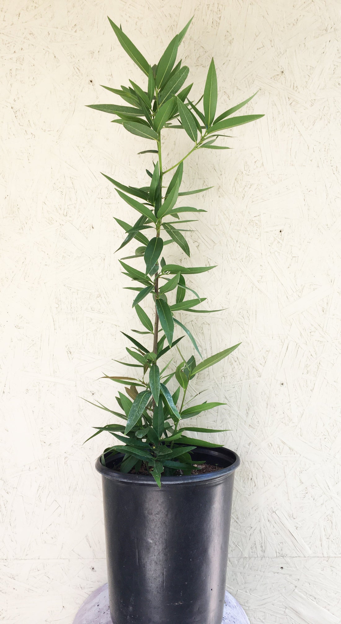 laurel house plant Umbellularia californica, California laurel – Plant Material