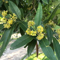 Umbellularia californica, California laurel flowers