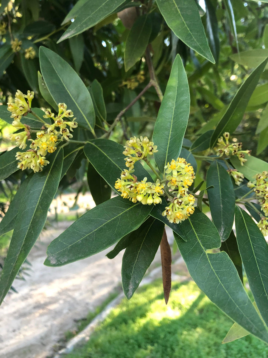 Umbellularia californica, California laurel flowers