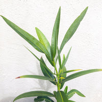 Umbellularia californica, California laurel foliage