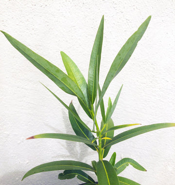 Umbellularia californica, California laurel foliage