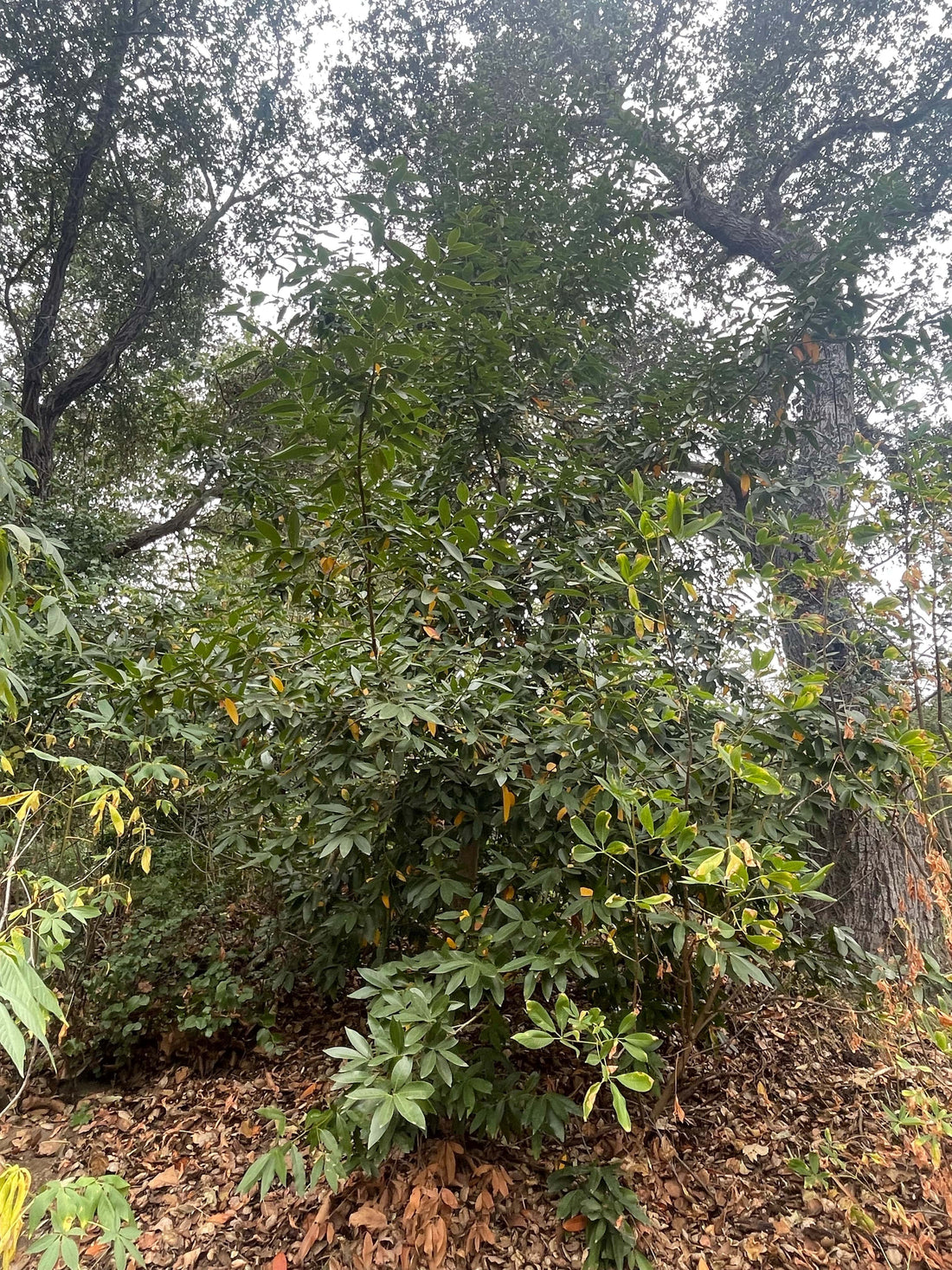 Umbellularia californica, California laurel nature