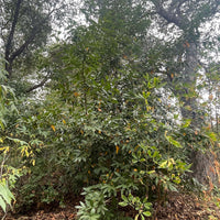 Umbellularia californica, California laurel nature