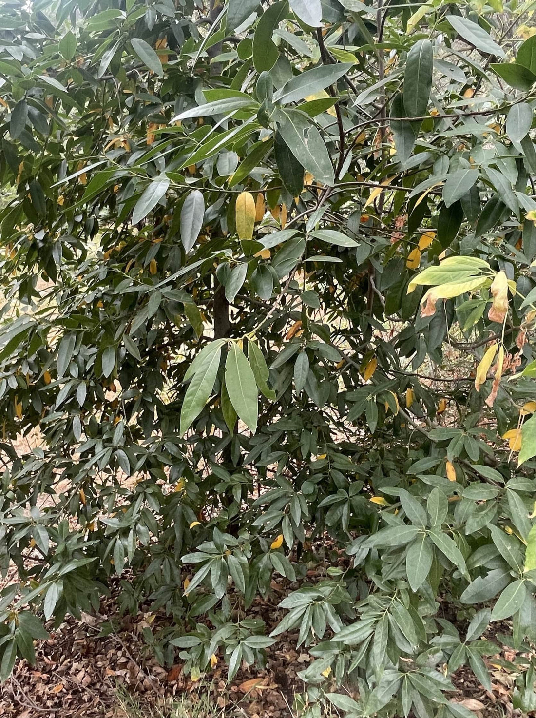 Umbellularia californica, California laurel