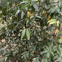 Umbellularia californica, California laurel