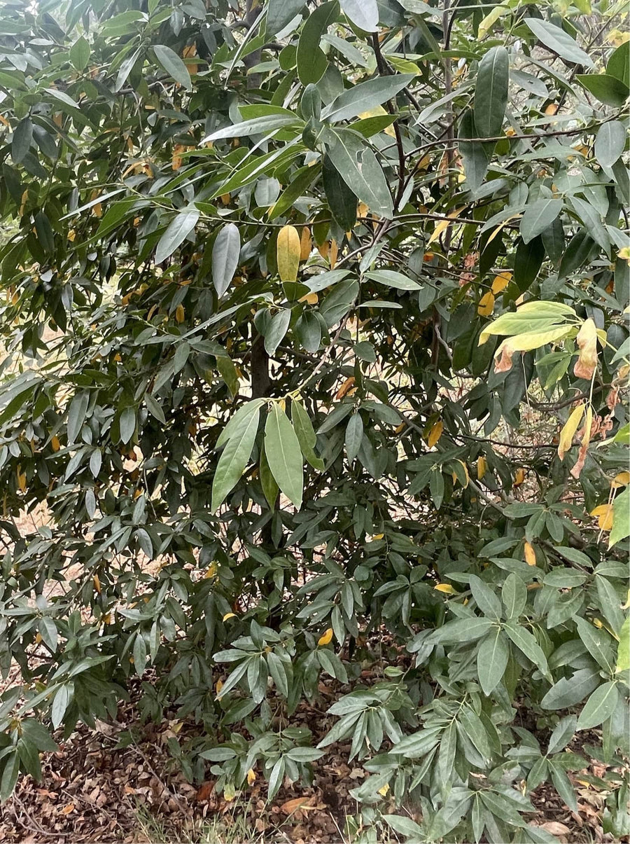 Umbellularia californica, California laurel