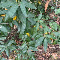 Umbellularia californica, California laurel mature leaves