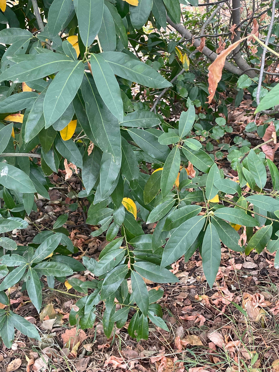 Umbellularia californica, California laurel mature leaves