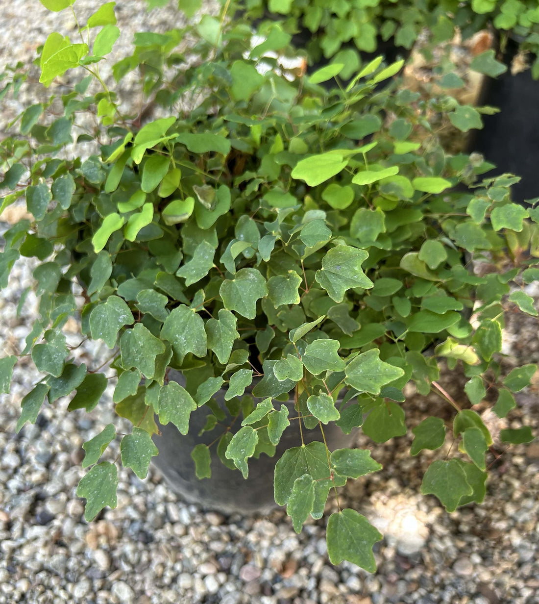 Vancouveria hexandra, American barrenwort foliage