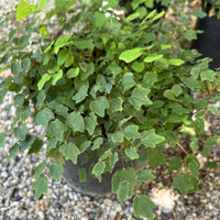 Vancouveria hexandra, American barrenwort foliage