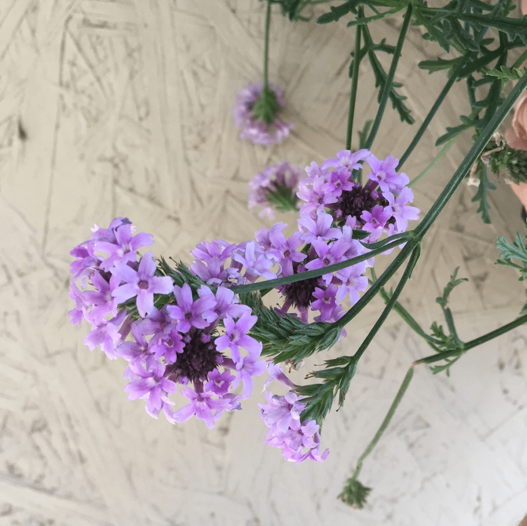 Verbena lilacina 'De la Mina', De La Mina Verbena flower