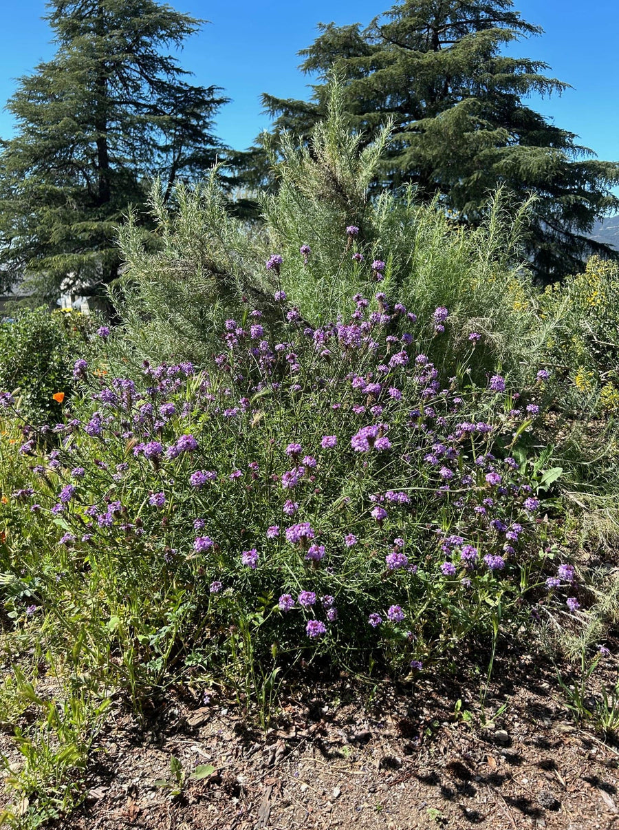 Verbena lilacina 'De la Mina', De La Mina Verbena  mature with Artemisia californica