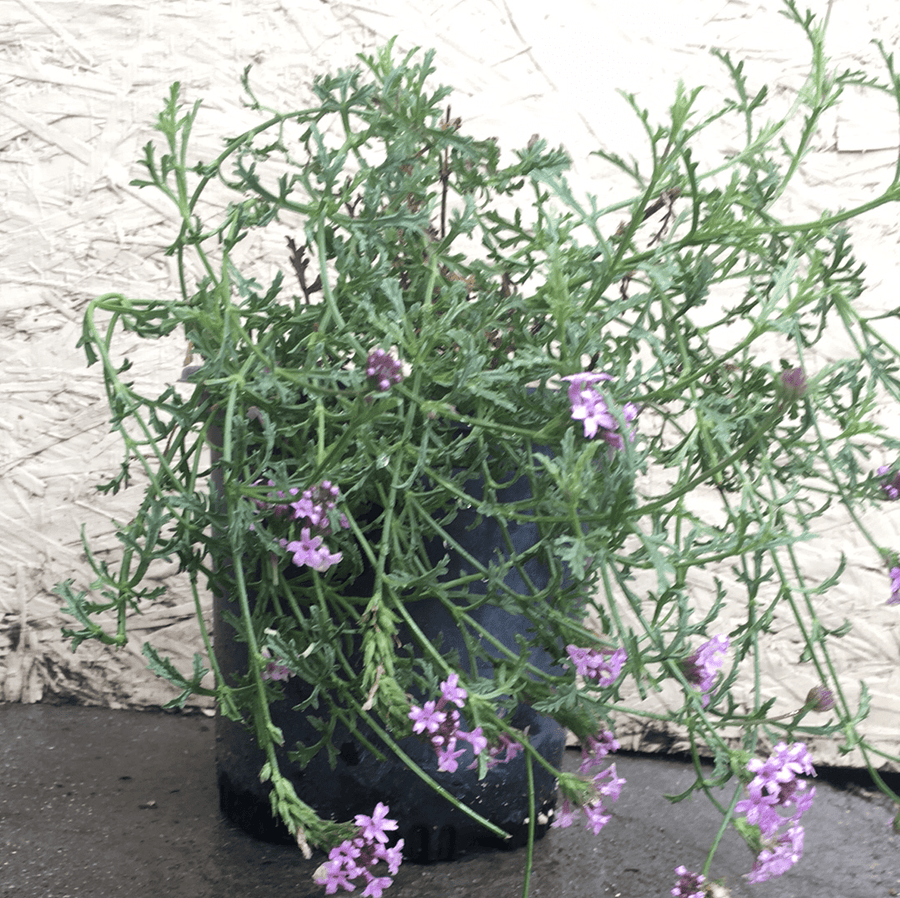 Verbena lilacina, Lilac Verbena 1 gallon