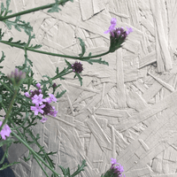 Verbena lilacina, Lilac Verbena flowers