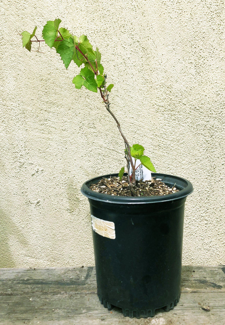 wild grape succulent Vitis californica, California wild grape – Plant Material