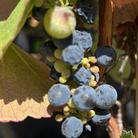 Vitis californica, California wild grape