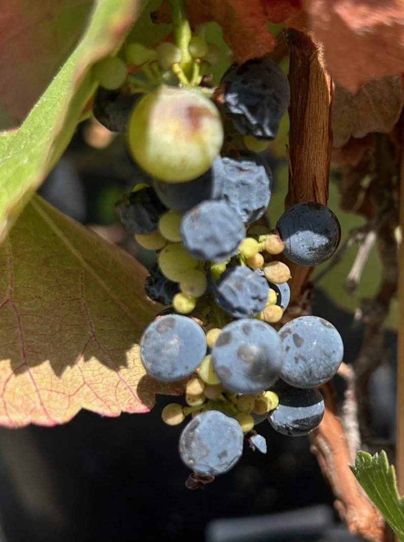wild grape succulent Vitis californica, California wild grape