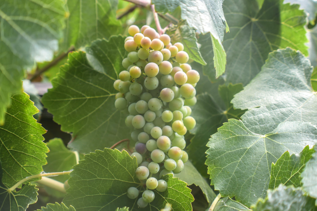 wild grape succulent Vitis californica, California wild grape – Plant Material