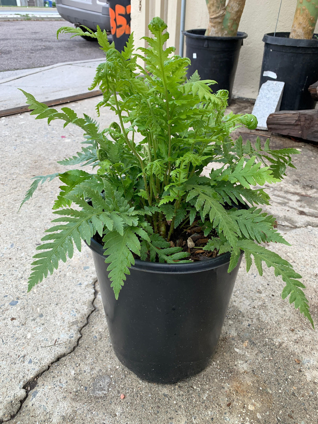 Woodwardia fimbriata, Giant chain fern 5 gallon