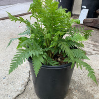 Woodwardia fimbriata, Giant chain fern 5 gallon