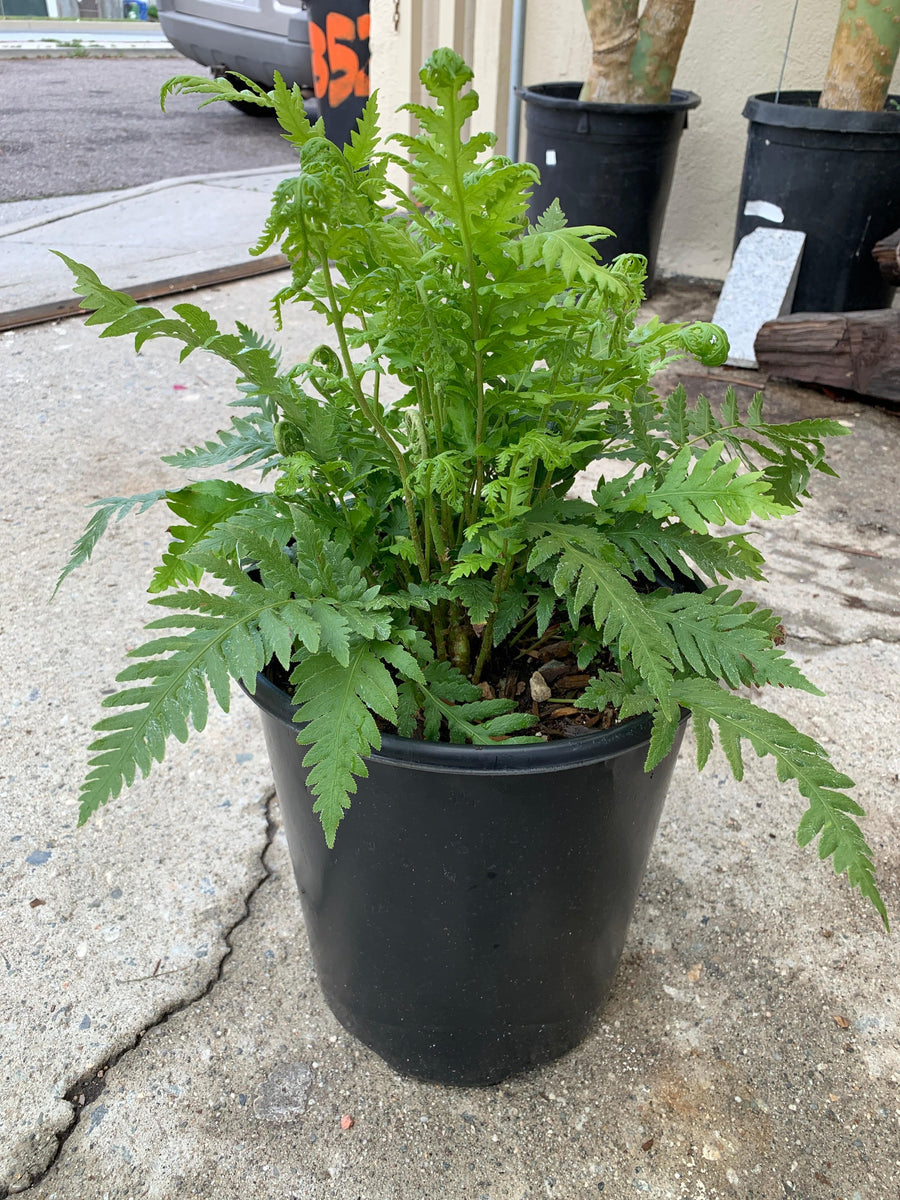 Woodwardia fimbriata, Giant chain fern 5 gallon