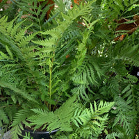 Woodwardia fimbriata, Giant chain fern foliage