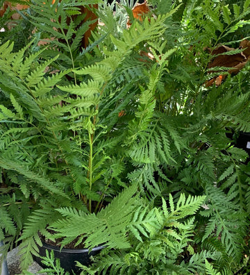 Woodwardia fimbriata, Giant chain fern foliage