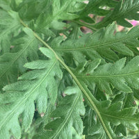 Woodwardia fimbriata, Giant chain fern leaf