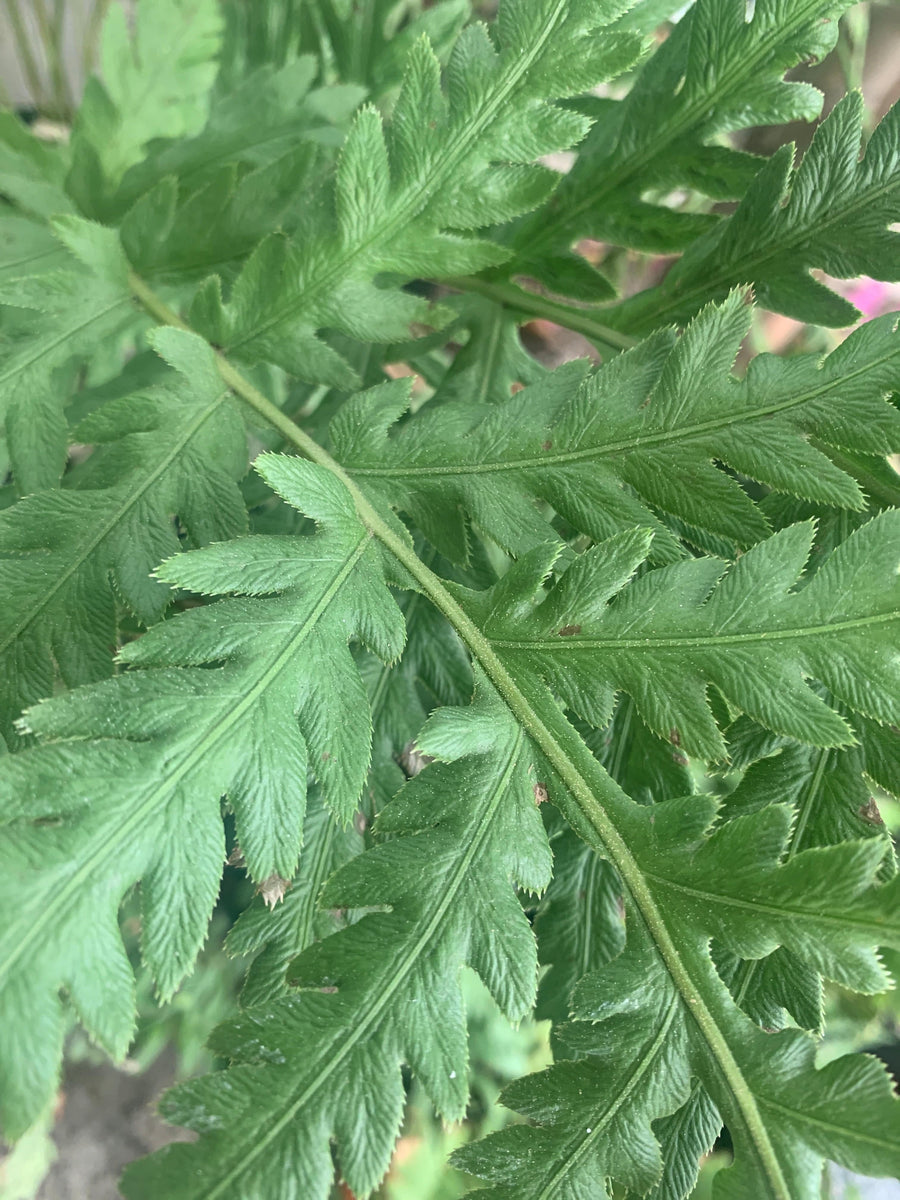 Woodwardia fimbriata, Giant chain fern leaf