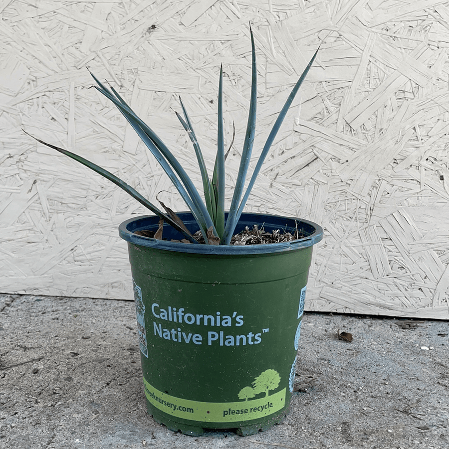 Yucca brevifolia, Joshua Tree 1 gallon