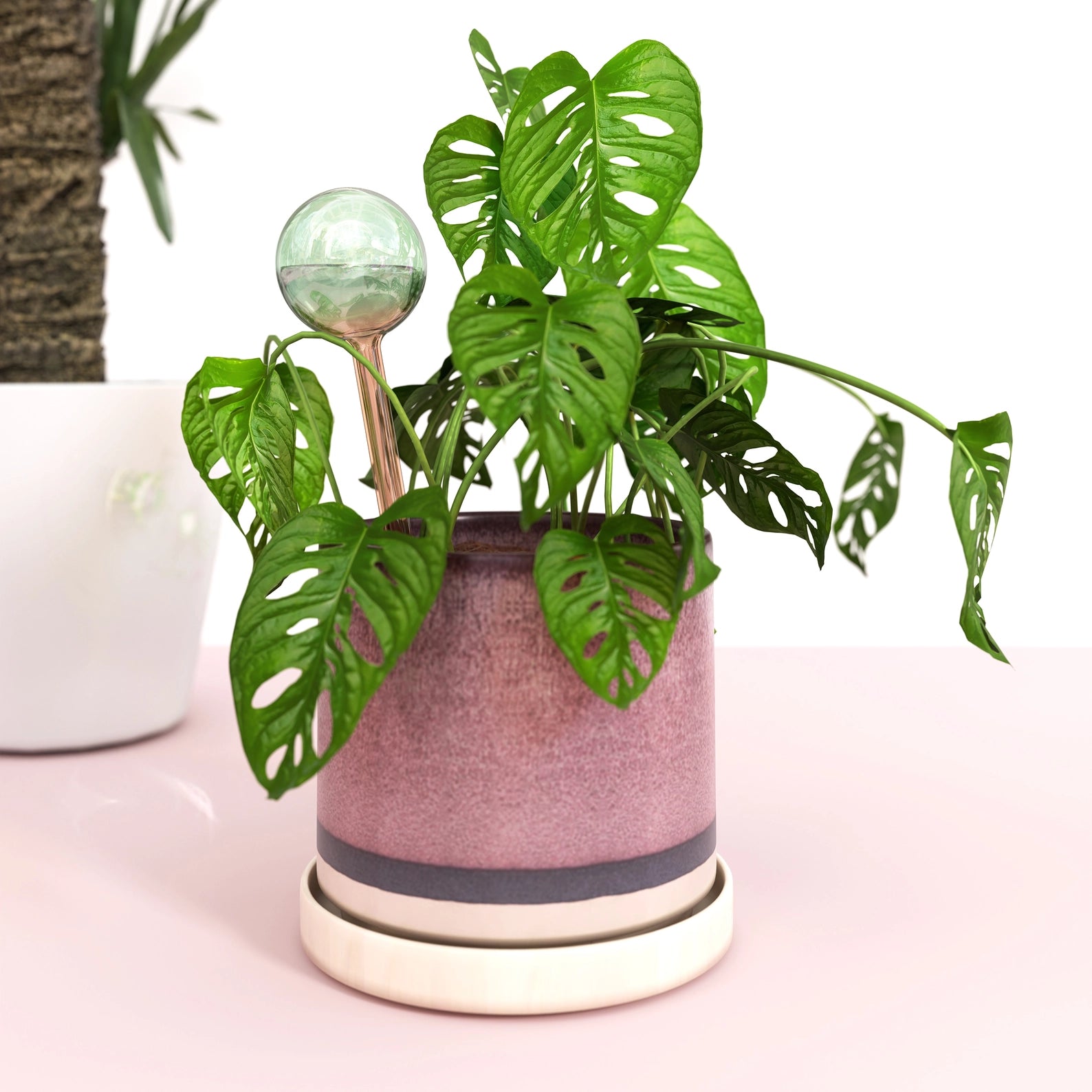 Self Watering Plant Globes – Plant Material