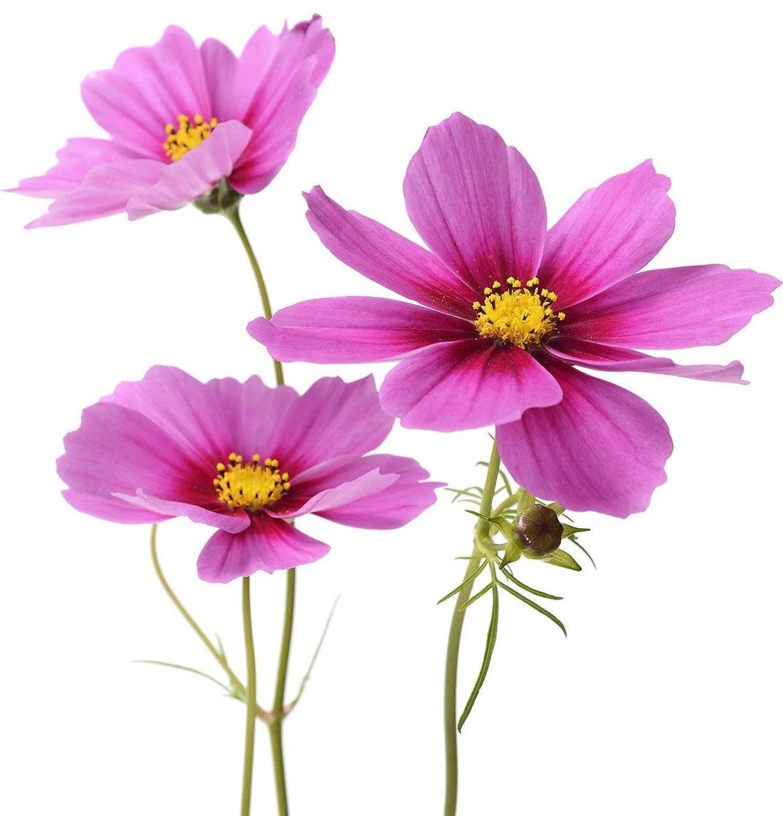 Cosmos Radiance - Cosmos bipinnatus Seeds