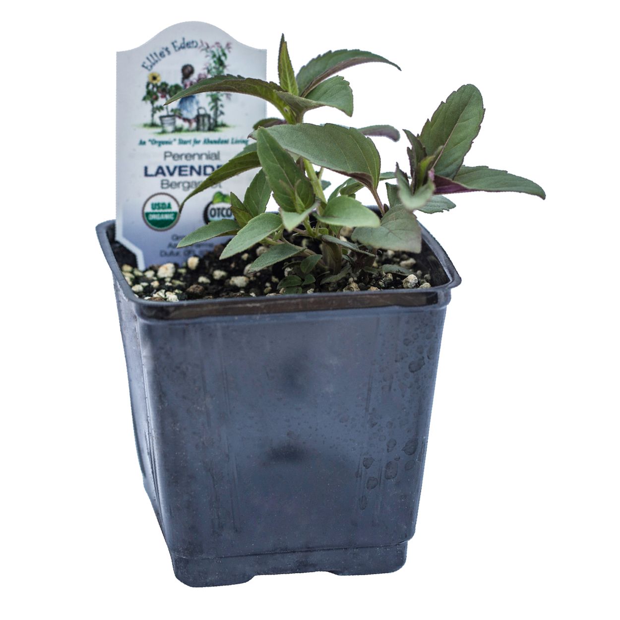 Organic Lavender Bergamot - Please call shop for availability