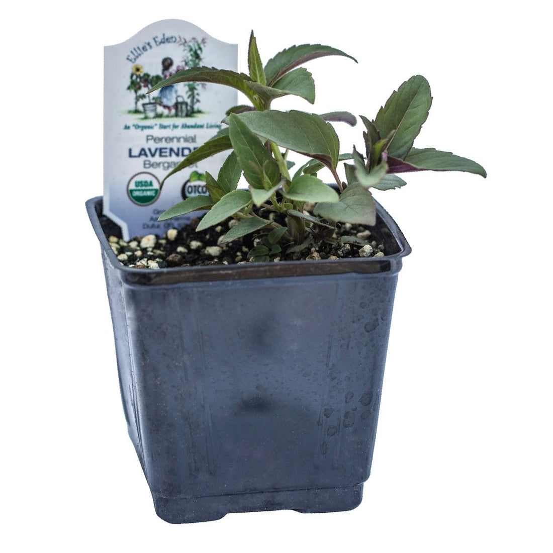 Organic Lavender Bergamot - Please call shop for availability