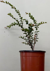 Vaccinium ovatum, Evergreen Huckleberry