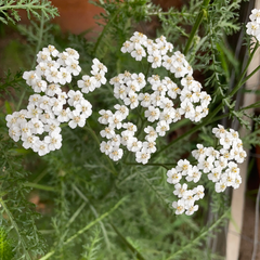 Organic Yarrow - Please call the shop for availability