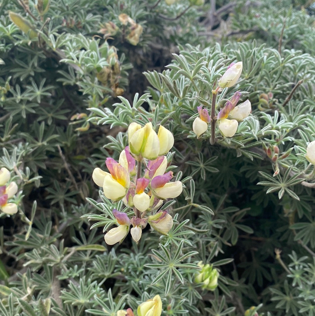 Lupinus arboreus, Coastal Bush Lupine