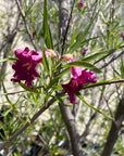 Chilopsis linearis 'Burgundy', Desert Willow