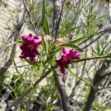 Chilopsis linearis 'Burgundy', Desert Willow