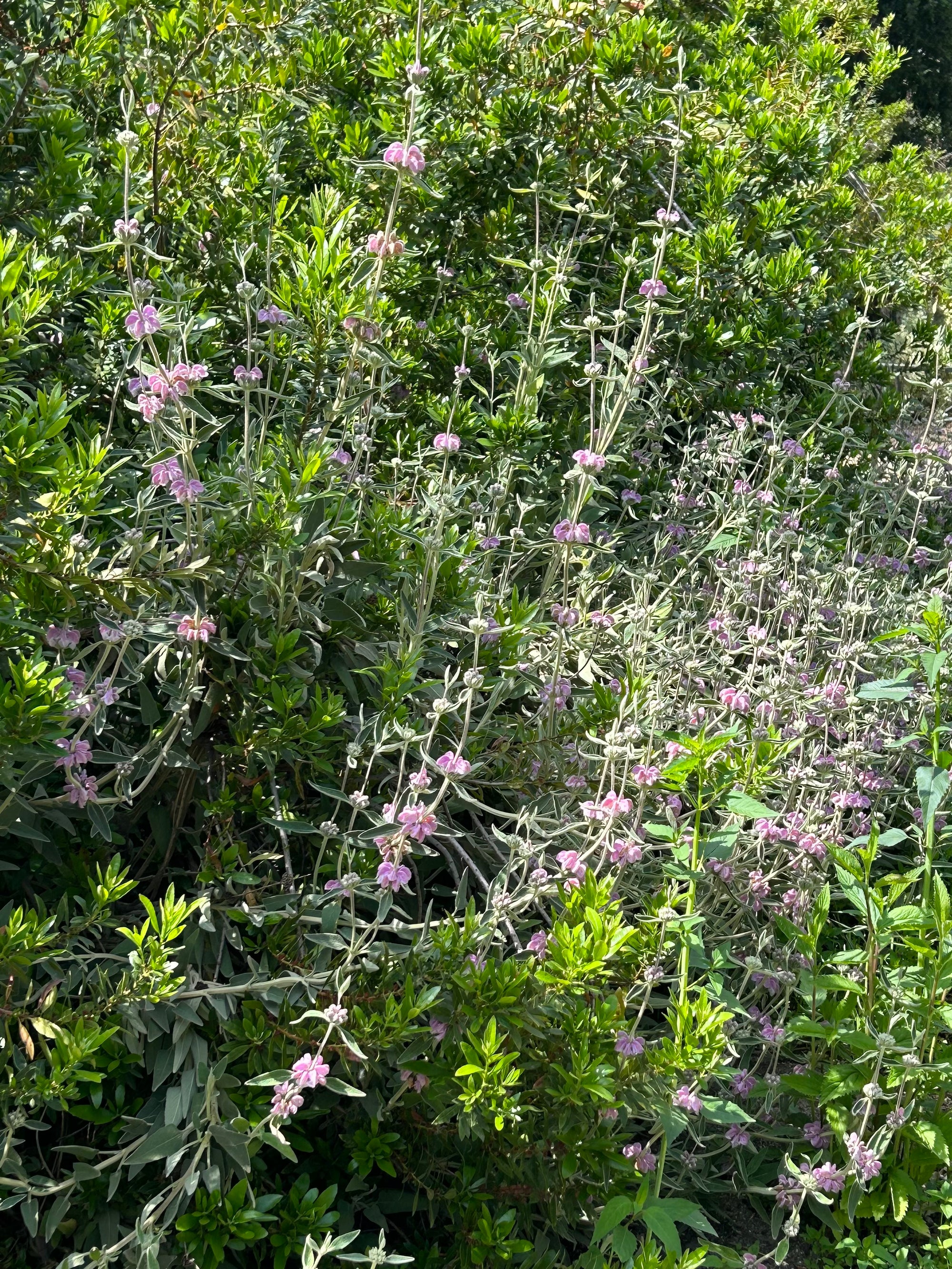 Phlomis purpurea, Purple Jerusalem Sage