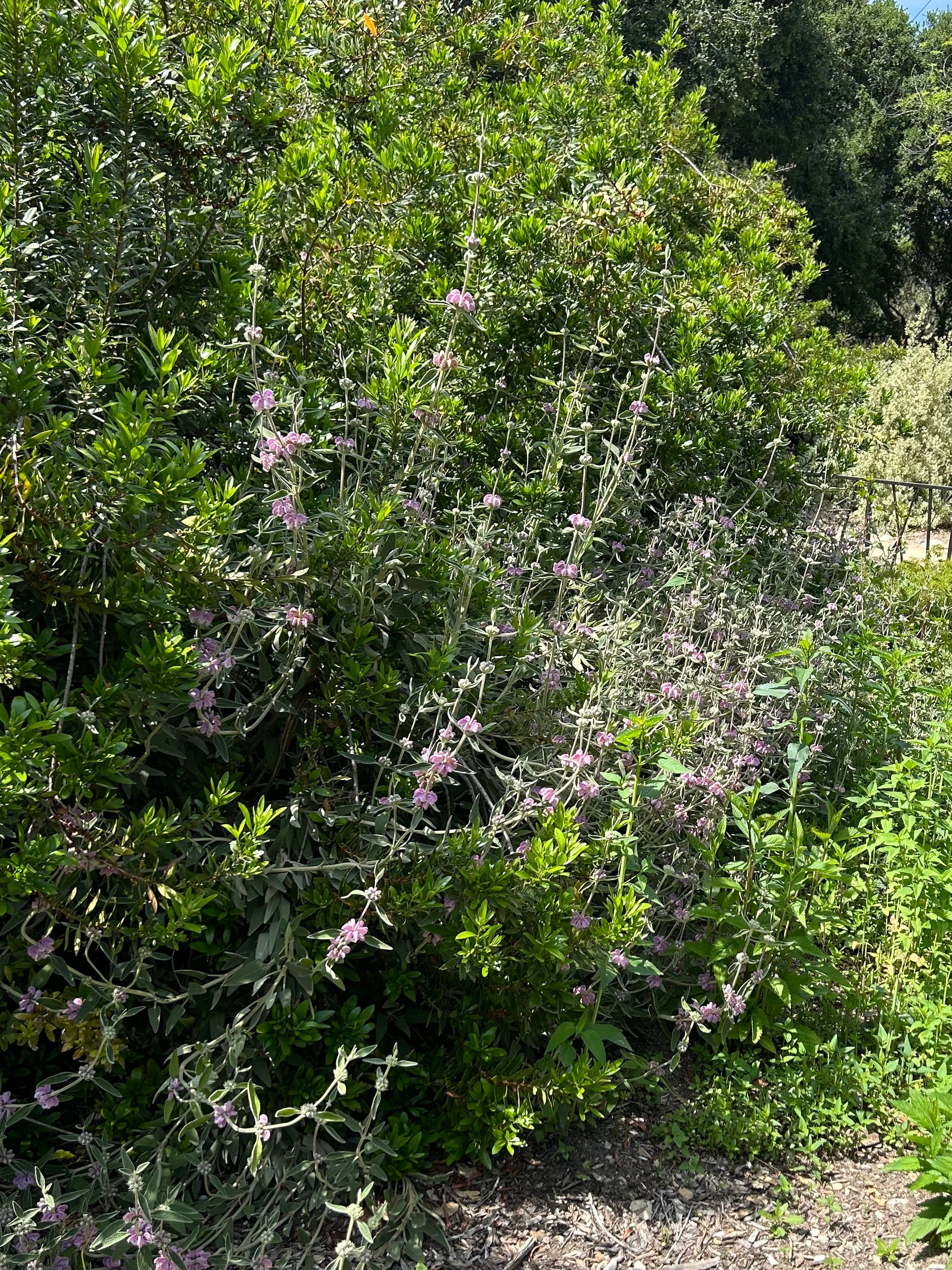 Phlomis purpurea, Purple Jerusalem Sage