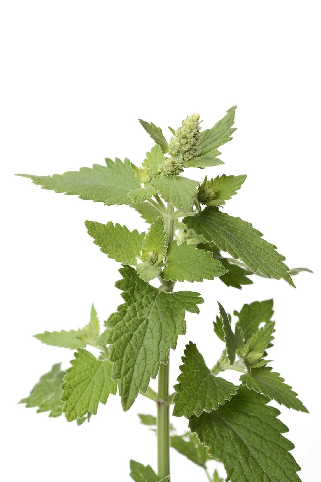 Organic Catnip - Nepeta cataria