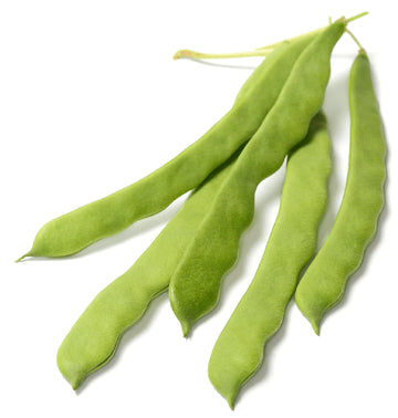 Organic Romano Bean Seeds- Phaseolus vulgaris