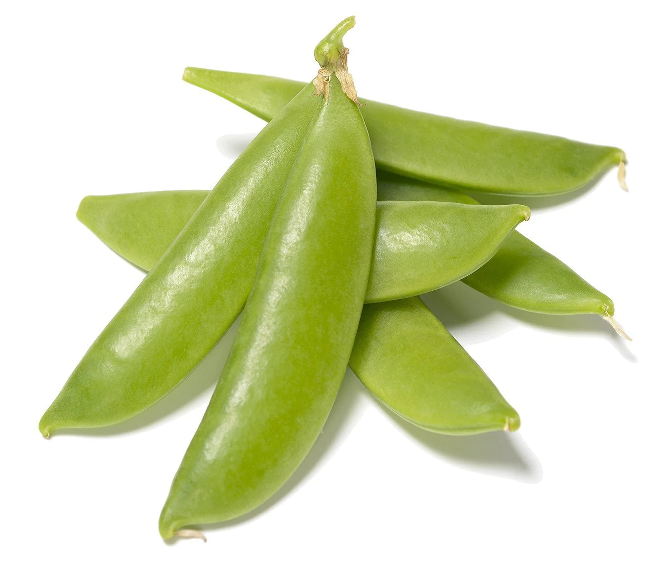 Organic Sugar Daddy Snap Pea - Pisum sativum Seeds