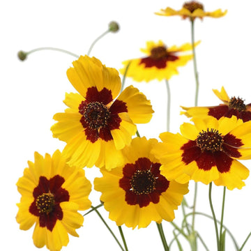 Plains Coreopsis Flower - Coreopsis tinctoria seeds