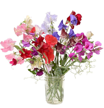 Royal Mix Sweet Pea Seeds